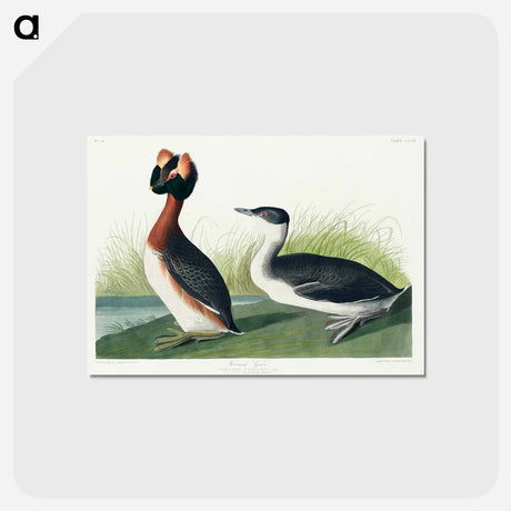アートポストカード-Horned Grebe from Birds of America
 - アメリカの鳥たち Postcard.