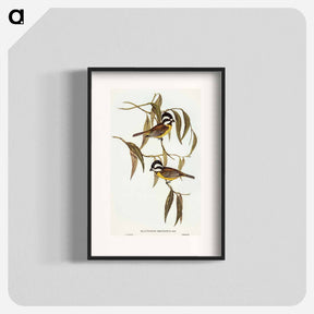 アートポスター-Frontal Shrike-Tit
 - オーストラリアの鳥 Poster.