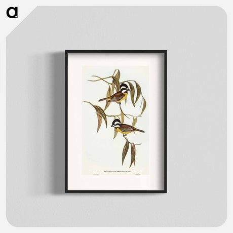 アートポスター-Frontal Shrike-Tit
 - オーストラリアの鳥 Poster.