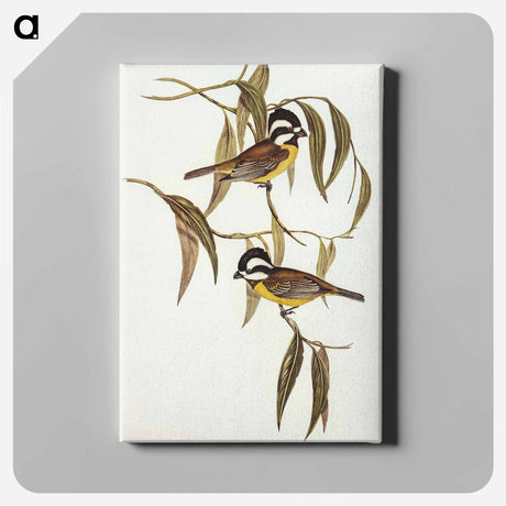 アートパネル-Frontal Shrike-Tit
 - オーストラリアの鳥 Canvas.