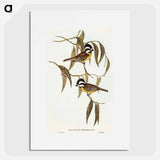 アートポスター-Frontal Shrike-Tit
 - オーストラリアの鳥 Poster.
