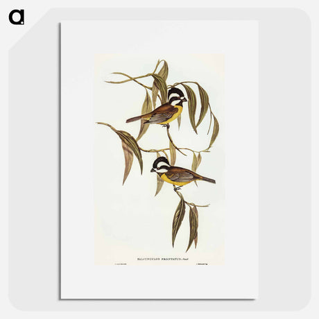 アートポスター-Frontal Shrike-Tit
 - オーストラリアの鳥 Poster.