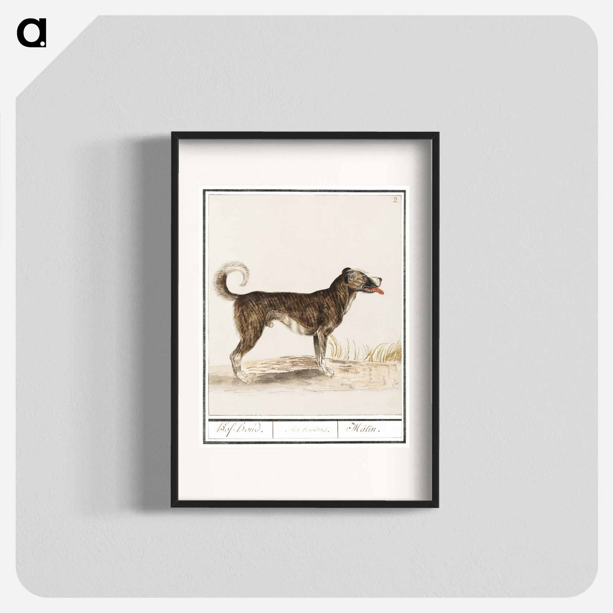 Dog - アンセルムス ボエティウス デ ブート Poster.