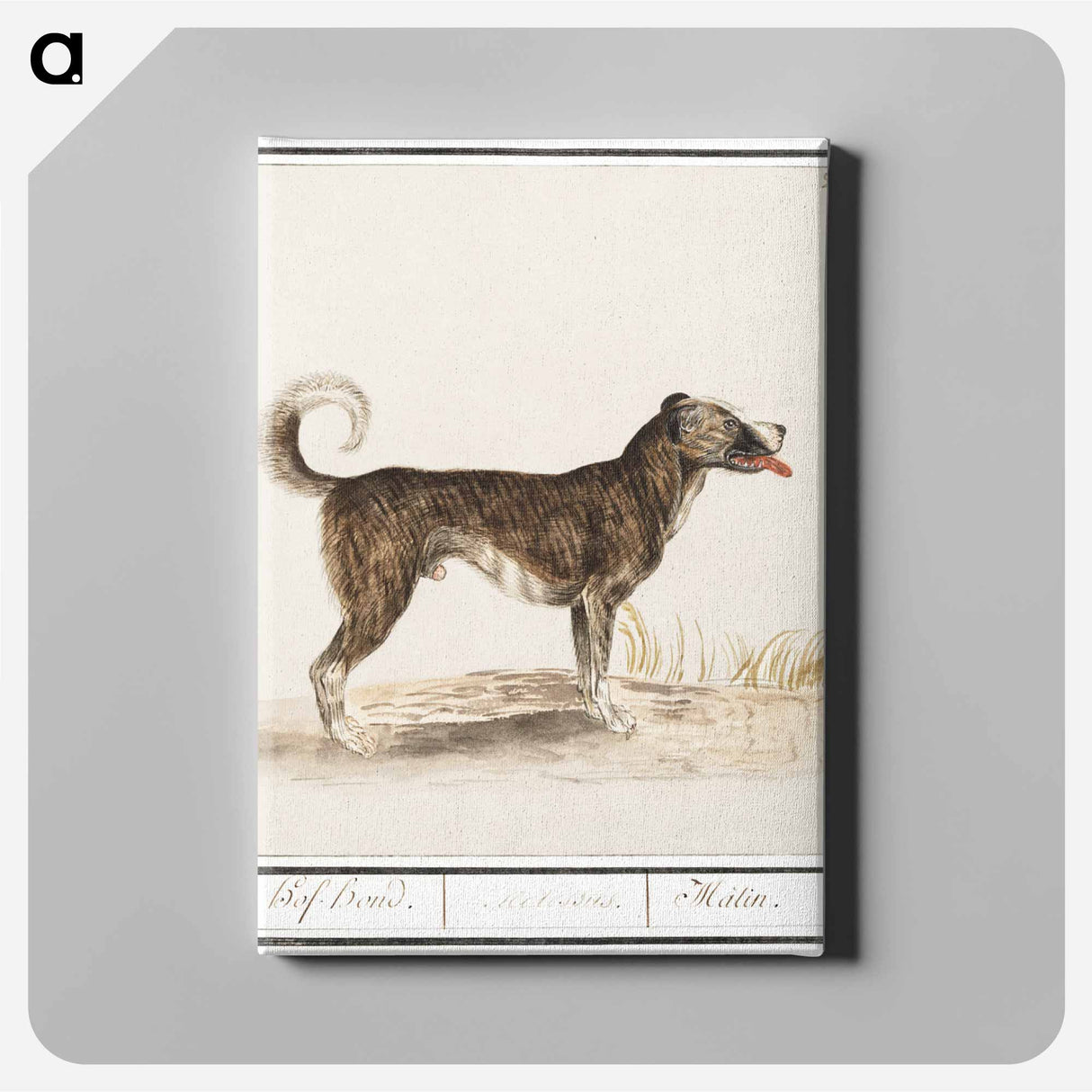 Dog - アンセルムス ボエティウス デ ブート Canvas.