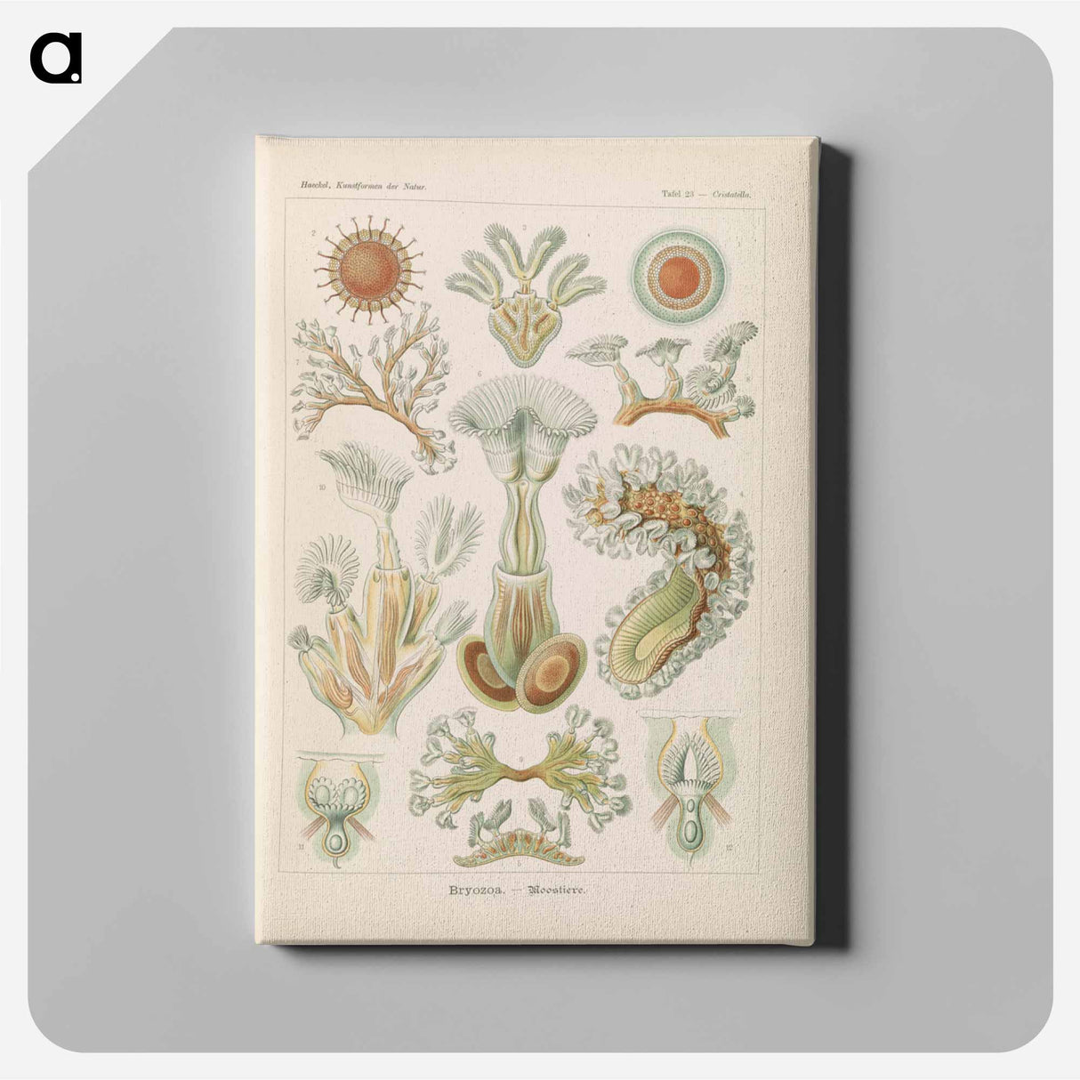 Marine life illustration - エルンスト ヘッケル Canvas.