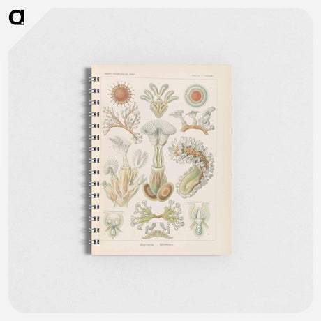アートメモ帳-Marine life illustration - エルンスト ヘッケル Memo.