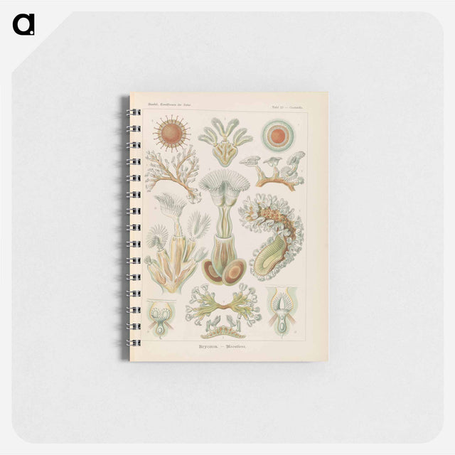 アートメモ帳-Marine life illustration - エルンスト ヘッケル Memo.