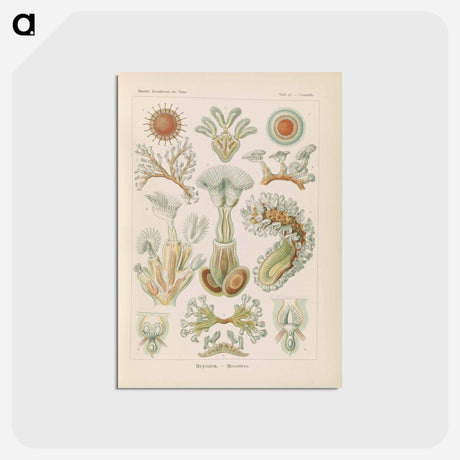 アートポストカード-Marine life illustration - エルンスト ヘッケル Postcard.