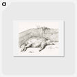 アートポストカード-Lying pig, in the corner of a loft - ジャン ベルナール Postcard.