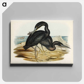 アートパネル-Blue Reef Heron
 - ジョン グールド Canvas.