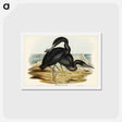 アートポストカード-Blue Reef Heron
 - ジョン グールド Postcard.