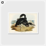 アートポストカード-Blue Reef Heron
 - ジョン グールド Postcard.