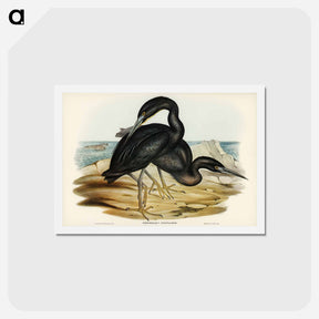 アートポストカード-Blue Reef Heron
 - ジョン グールド Postcard.