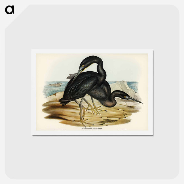 アートポストカード-Blue Reef Heron
 - ジョン グールド Postcard.