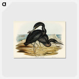 アートポストカード-Blue Reef Heron
 - ジョン グールド Postcard.