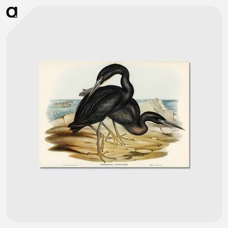 アートポストカード-Blue Reef Heron
 - ジョン グールド Postcard.
