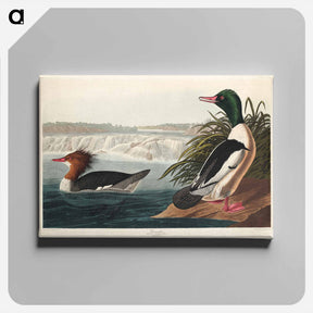アートパネル-Goosander
 - ジョン ジェームス オーデュボン Canvas.