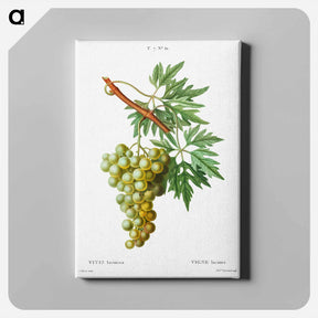 アートパネル-Grape vine, Vitis laciniata - ピエール ジョゼフ ルドゥーテ Canvas.