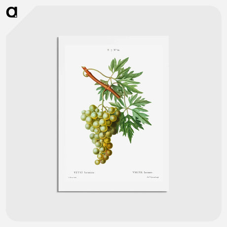 アートポストカード-Grape vine, Vitis laciniata - ピエール ジョゼフ ルドゥーテ Postcard.
