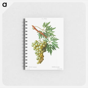 アートメモ帳-Grape vine, Vitis laciniata - ピエール ジョゼフ ルドゥーテ Memo.