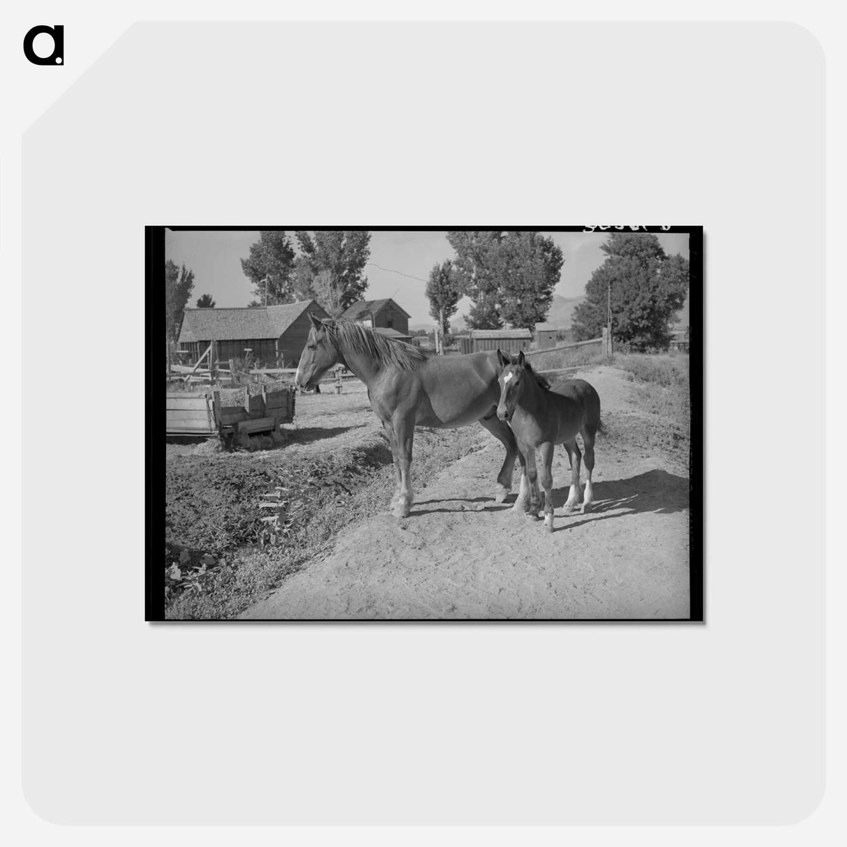 アートポストカード-Colts from FSA Cooperative Sire
 - ラッセル リー Postcard.