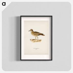 アートポスター-Eurasian Stone Curlew
 - スヴェンスカ フォグラル Poster.