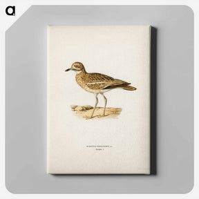 アートパネル-Eurasian Stone Curlew
 - スヴェンスカ フォグラル Canvas.