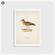 アートポストカード-Eurasian Stone Curlew
 - スヴェンスカ フォグラル Postcard.
