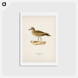 アートポストカード-Eurasian Stone Curlew
 - スヴェンスカ フォグラル Postcard.