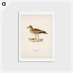 アートポストカード-Eurasian Stone Curlew
 - スヴェンスカ フォグラル Postcard.