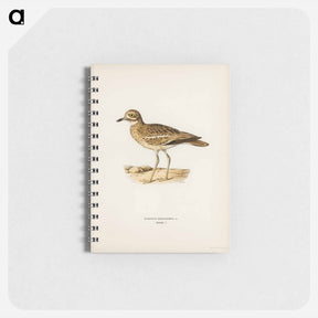 アートメモ帳-Eurasian Stone Curlew
 - スヴェンスカ フォグラル Memo.
