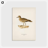 アートポストカード-Eurasian Stone Curlew
 - スヴェンスカ フォグラル Postcard.