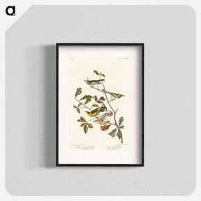 アートポスター-Golden-winged Warbler and Cape May Warbler from Birds of America
 - アメリカの鳥たち Poster.