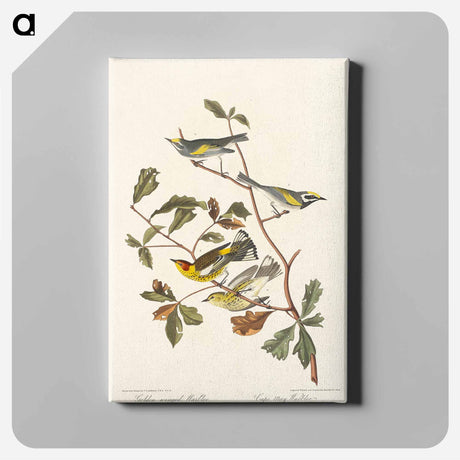 アートパネル-Golden-winged Warbler and Cape May Warbler from Birds of America
 - アメリカの鳥たち Canvas.