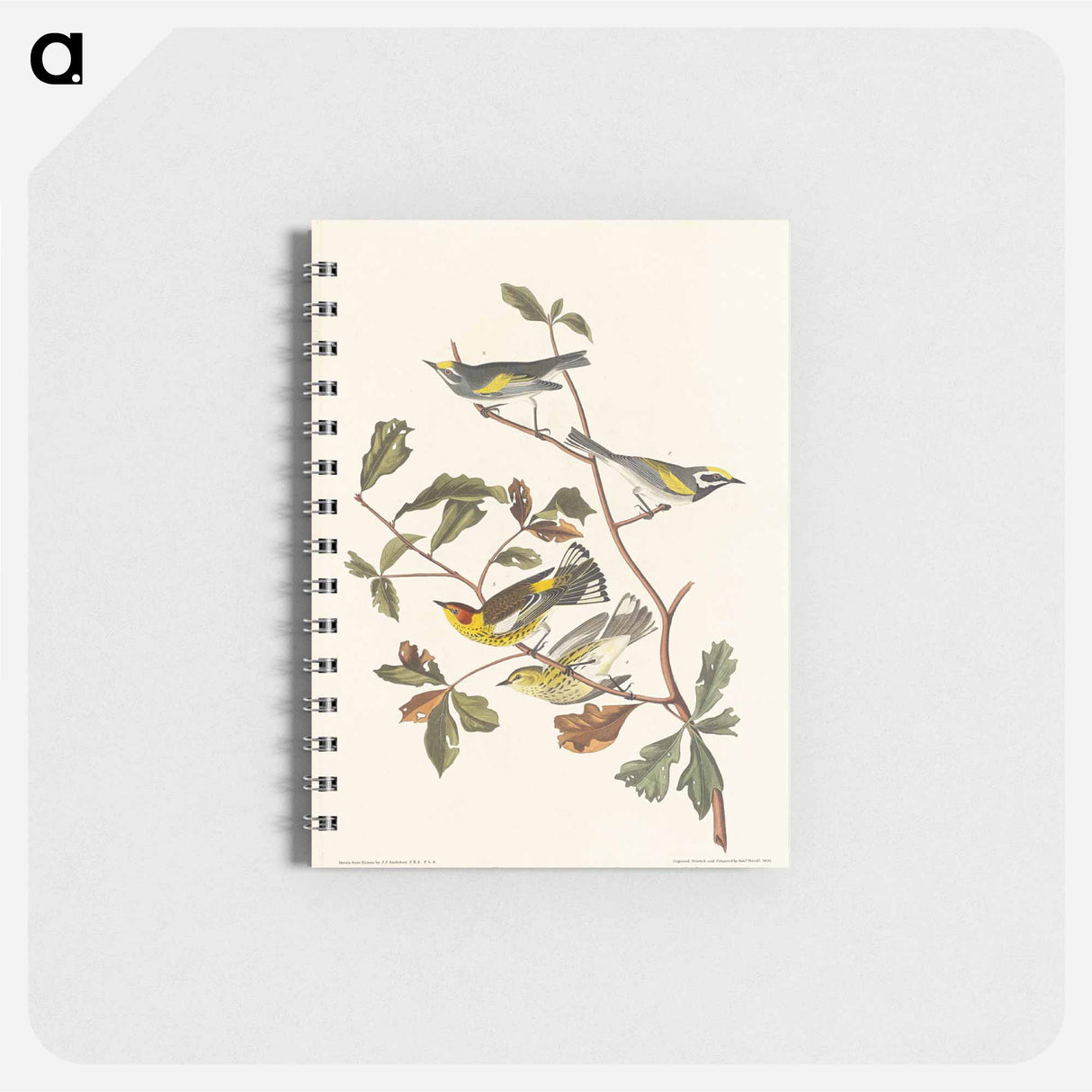 アートメモ帳-Golden-winged Warbler and Cape May Warbler from Birds of America
 - アメリカの鳥たち Memo.