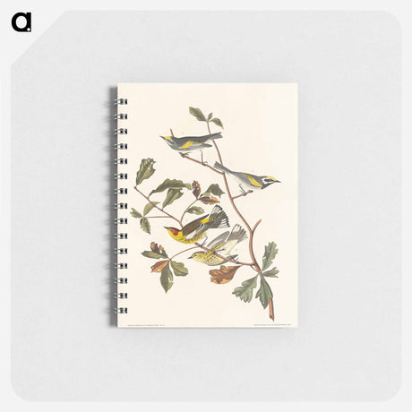 アートメモ帳-Golden-winged Warbler and Cape May Warbler from Birds of America
 - アメリカの鳥たち Memo.