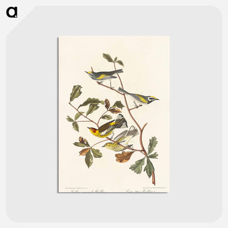 アートポストカード-Golden-winged Warbler and Cape May Warbler from Birds of America
 - アメリカの鳥たち Postcard.