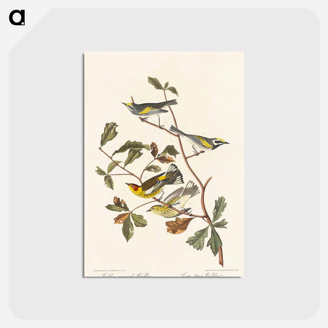 アートポストカード-Golden-winged Warbler and Cape May Warbler from Birds of America
 - アメリカの鳥たち Postcard.