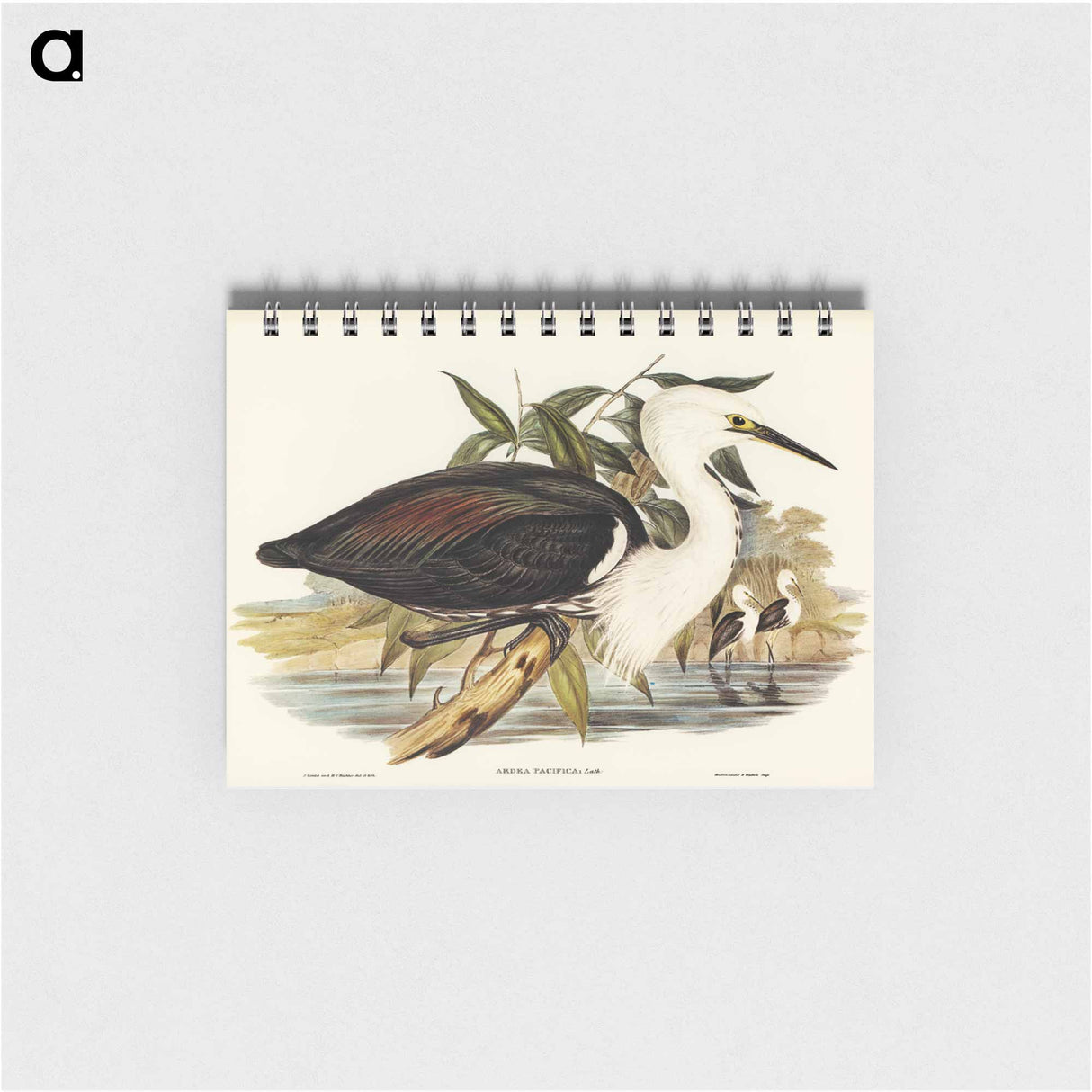 アートメモ帳-Pacific Heron
 - オーストラリアの鳥 Memo.