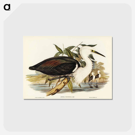 アートポストカード-Pacific Heron
 - オーストラリアの鳥 Postcard.