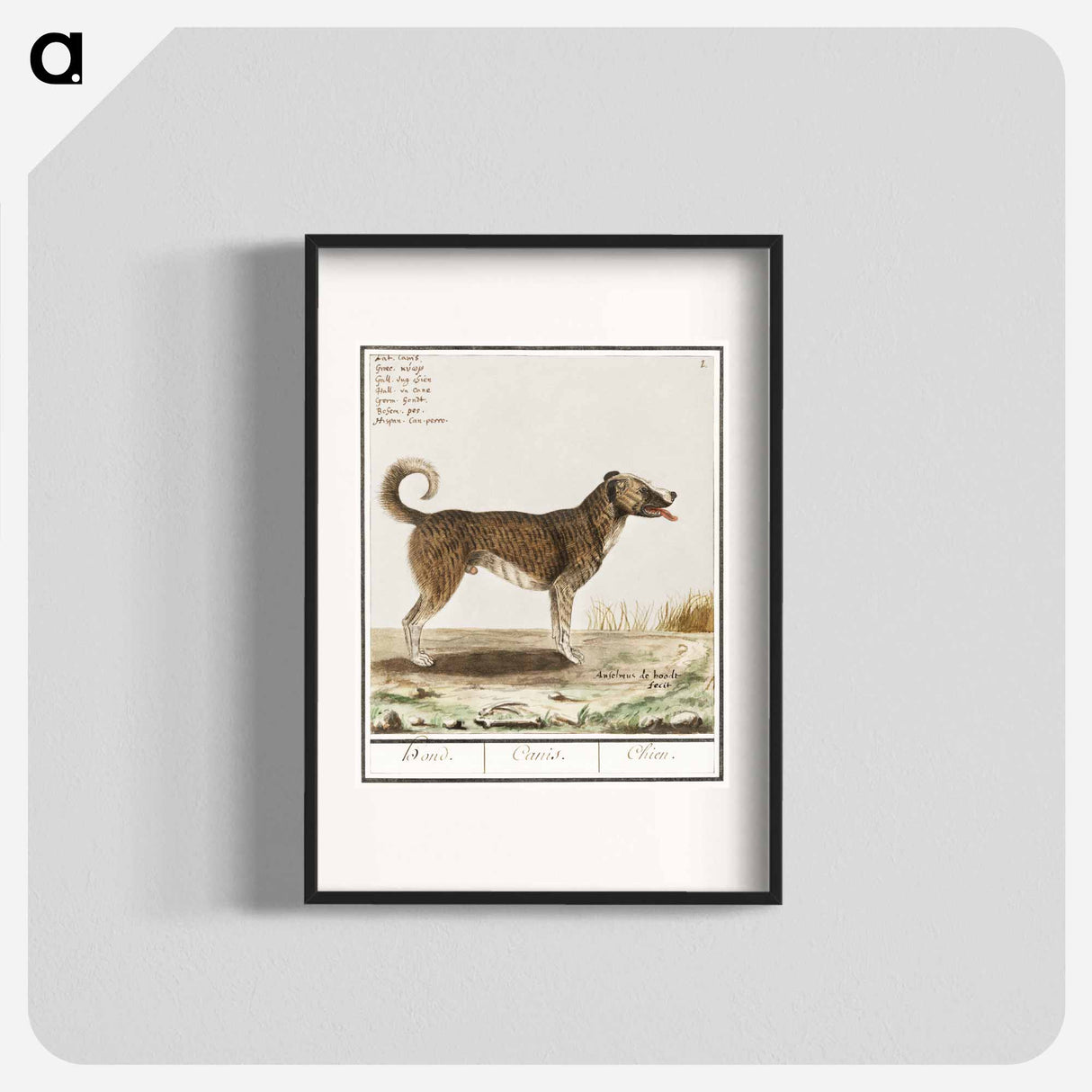 Dog - アンセルムス ボエティウス デ ブート Poster.