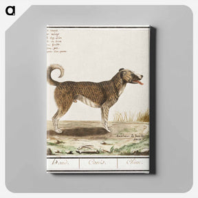 アートパネル-Dog - アンセルムス ボエティウス デ ブート Canvas.