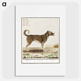 Dog - アンセルムス ボエティウス デ ブート Poster.