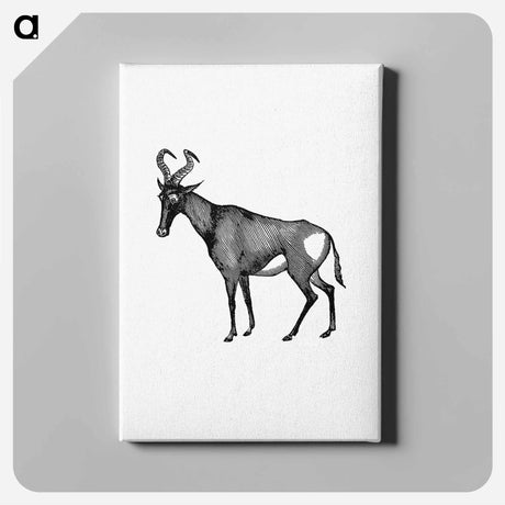 アートパネル-Hartebeest from Adventures in the Far Interior of South Africa
 - 大英図書館 Canvas.