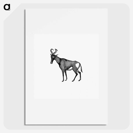 アートポスター-Hartebeest from Adventures in the Far Interior of South Africa
 - 大英図書館 Poster.