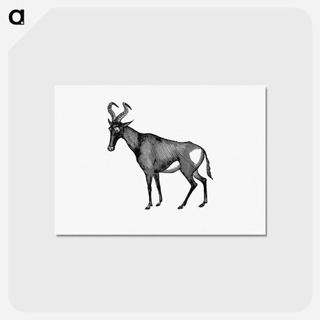 アートポストカード-Hartebeest from Adventures in the Far Interior of South Africa
 - 大英図書館 Postcard.