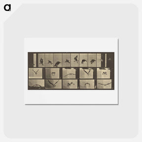 アートポストカード-Animal Locomotion
 - エドワード マイブリッジ Postcard.