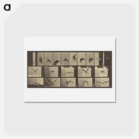 アートポストカード-Animal Locomotion
 - エドワード マイブリッジ Postcard.