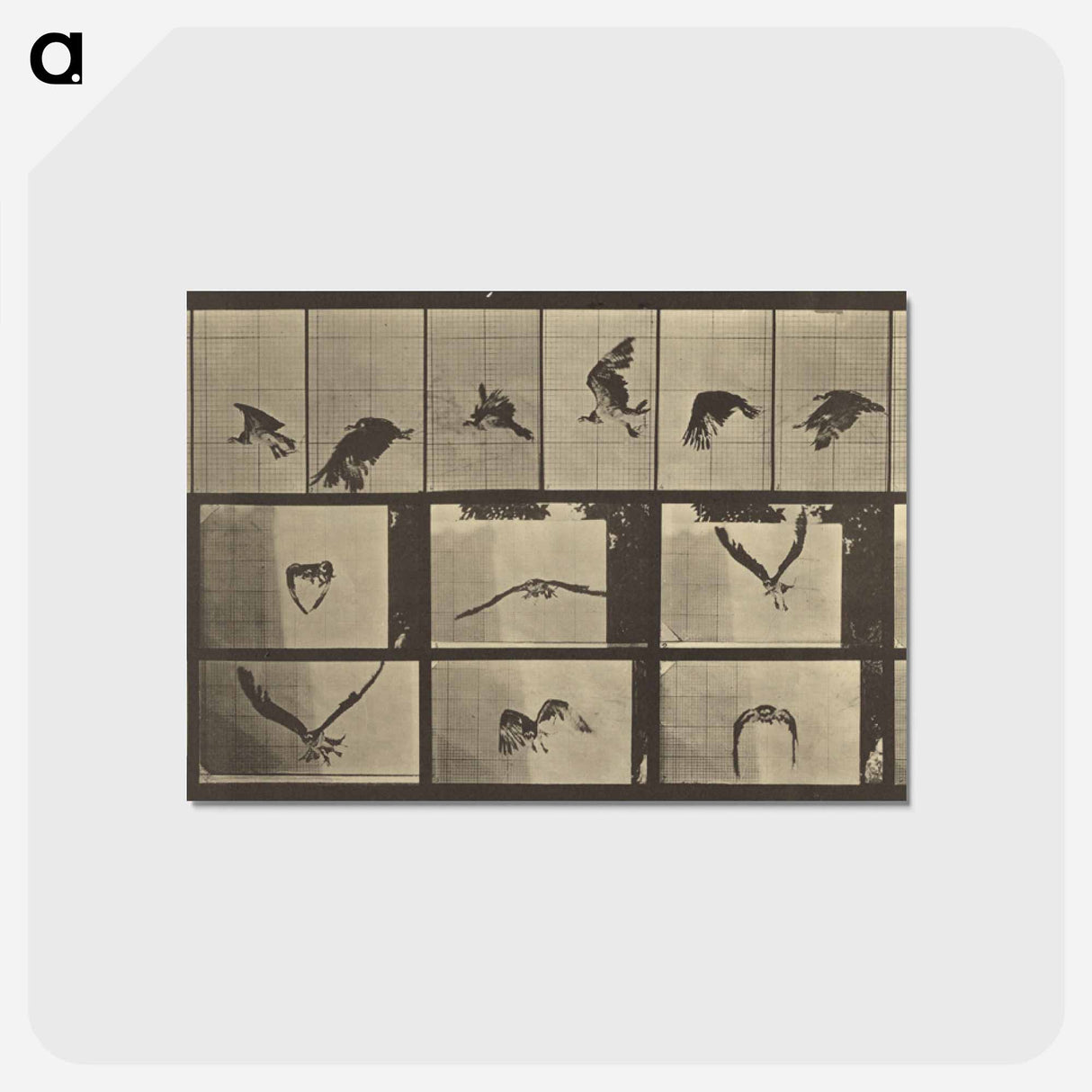 アートポストカード-Animal Locomotion
 - エドワード マイブリッジ Postcard.