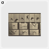アートポストカード-Animal Locomotion
 - エドワード マイブリッジ Postcard.